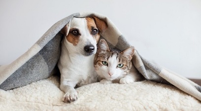 In aumento cani e gatti assicurati