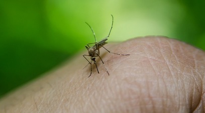 Non solo coronavirus  preoccupa anche il dengue
