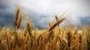 Il grano ucraino che non pu%c3%b2 essere esportato