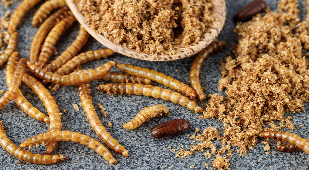 farine-di-insetti-e-questo-il-futuro-dell-alimentazione
