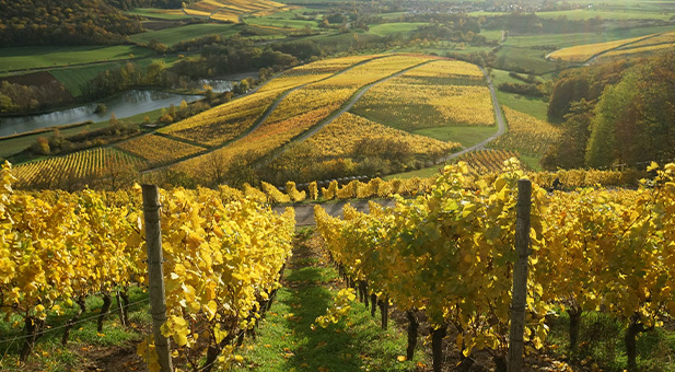che-cosa-sta-cambiando-nel-mondo-del-vino